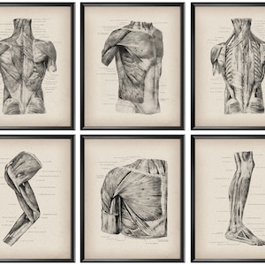 Könnte beinhalten: Ein Satz von sechs Vintage-anatomischen Illustrationen, die die Muskeln des menschlichen Körpers darstellen. Die Illustrationen sind in Schwarzweiß und zeigen die Muskeln von Rücken, Brust, Arm und Bein.