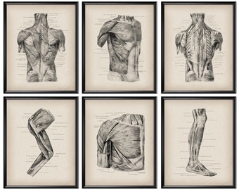 May include: A set of six vintage anatomical illustrations depicting the muscles of the human body. The illustrations are in black and white and show the back, chest, arm, and leg muscles.