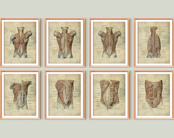 8 Vintage Torso Muscles Anatomy Posters Muscular System Education Medical Art Surgical Anatomy Physical Therapist Gift Massage Clinic Decor