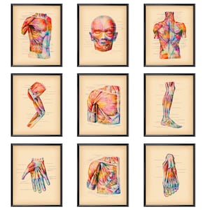 9 Human Anatomy and Physiology Artwork Watercolor Muscular System Art Medical Poster Massage Clinic Wall Art Physiotherapy Art