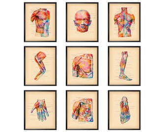 Muscles of the Body | Human Anatomy Art Print | Muscular System ...