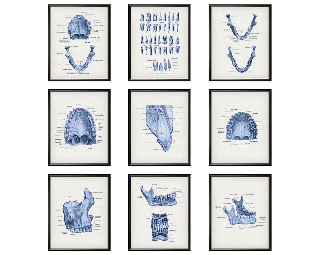 Set 9 Vintage Dental Anatomy Art Prints Tooth Anatomy Etsy