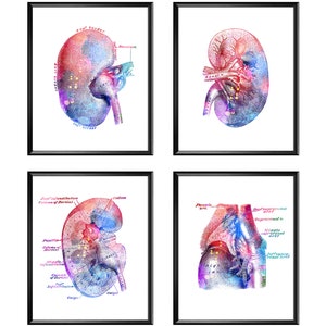 4 Nefrologia Arte Anatomia del rene Poster Fisiologia Opera d'arte Decorazione murale medica Nefrologo Regalo Chirurgo Regalo Ufficio medico Arte