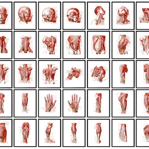 35 Human Muscle Anatomy Artwork Physiology Wall Art Muscular System Wall Decor Skeletal Muscles Diagram Physical Therapy Art Massage Therapy