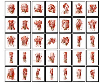 35 Anatomia muscolare umana Opera d'arte Fisiologia Arte murale Sistema muscolare Decorazioni da parete Muscoli scheletrici Diagramma Fisioterapia Arte Masso Terapia