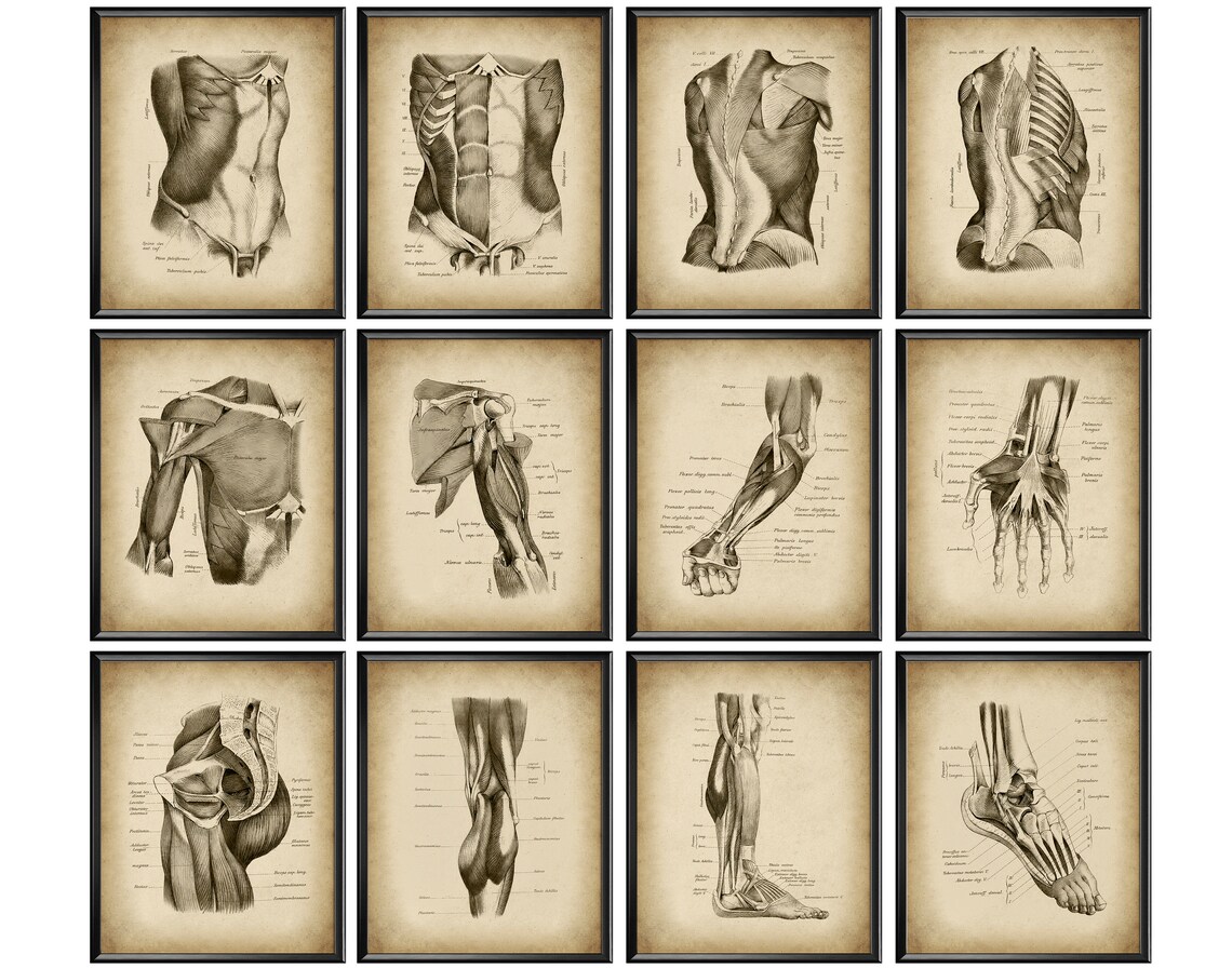 12 Anatomical Drawings of the Human Body Vintage Anatomy Poster Medical