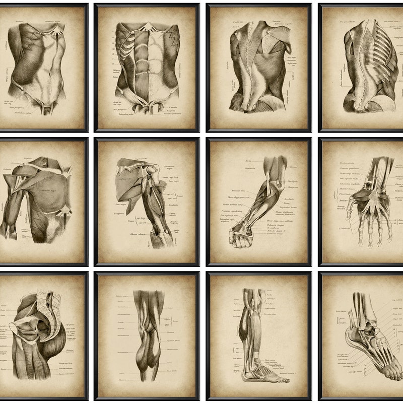 Anatomical Drawings - Etsy