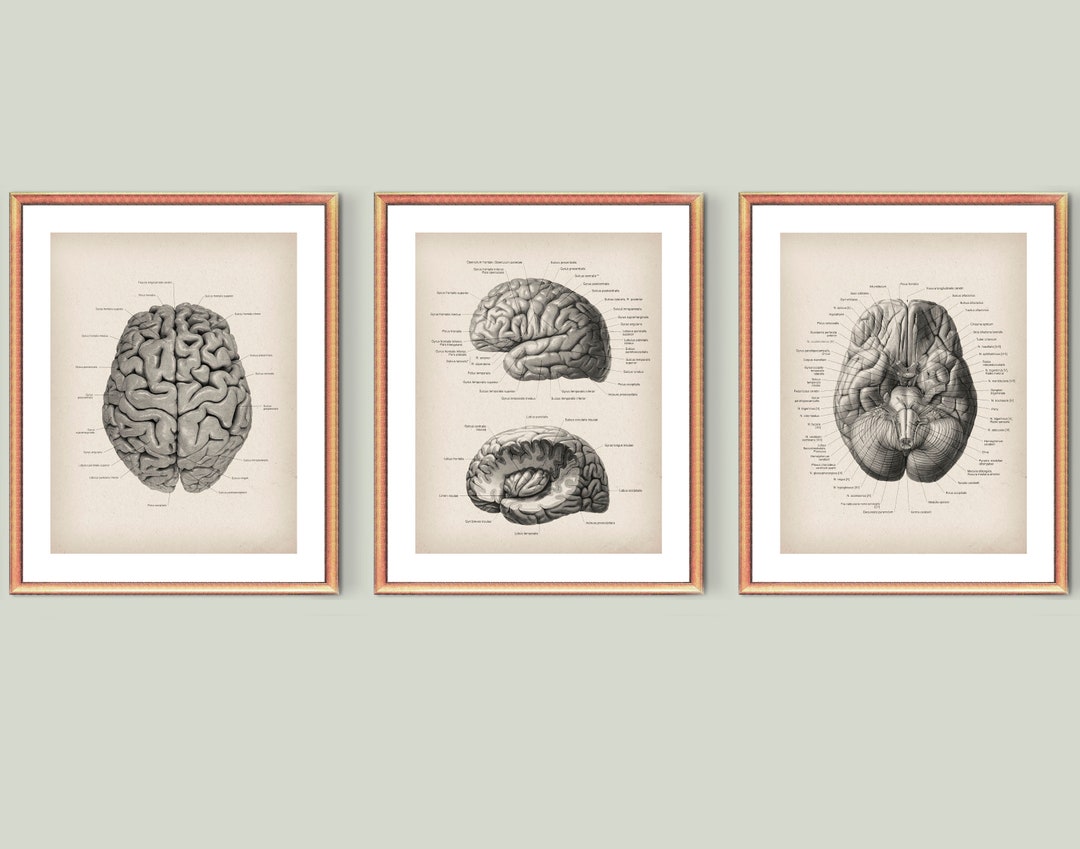 Human Anatomy Art Brain Poster Neurology Vintage Art Brain Structure ...