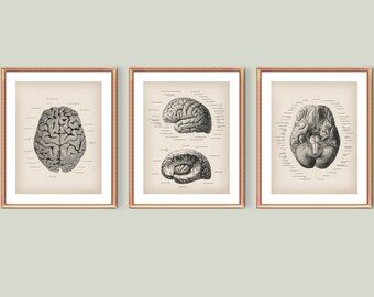 Human Anatomy Art Brain Poster Neurology Vintage Art Brain Structure Medical Artwork Neurologist Gift Psychiatrist Gift Psychologist Gift