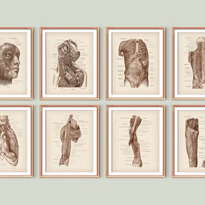 Peripheral Nervous System Poster Human Anatomy Prints Medical Art Neurology Art Neurologist Gift Clinic Decor Medical School Decor