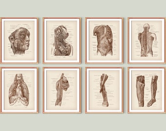 Peripheral Nervous System Poster Human Anatomy Prints Medical Art Neurology Art Neurologist Gift Clinic Decor Medical School Decor
