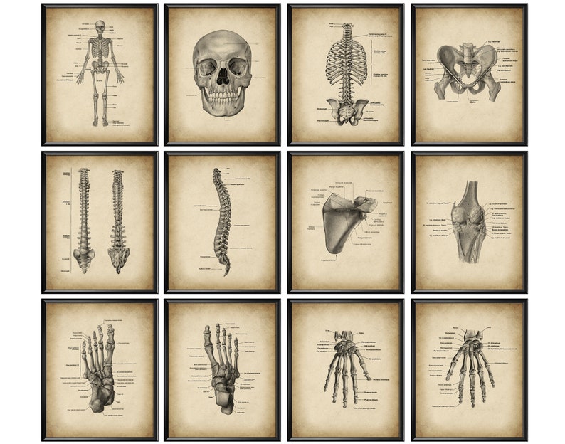12 Skeleton Bones Poster Chiropractic Anatomy Art Skeletal System ...