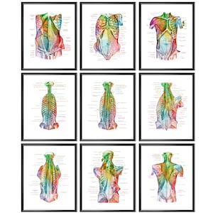 9 Human Torso Anatomy Art, Muscular System, Physiology Art, Medical Poster, Surgeon Gift, Physiotherapist Gift, Massage Clinic Wall Art