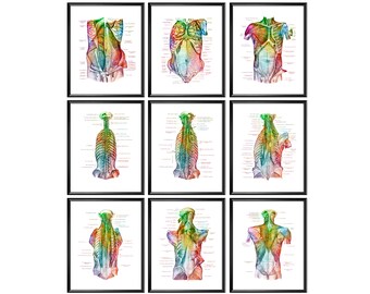 9 Arte dell'anatomia del torso umano, Sistema muscolare, Arte della fisiologia, Poster medico, Regalo del chirurgo, Regalo del fisioterapista, Arte della parete della clinica di massaggio