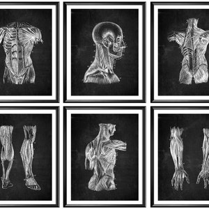 6 Human Anatomy Art Physiology Poster Chalkboard Art Medical Art Physical Therapy Wall Decor Massage Therapist Gift Physiotherapist Gift