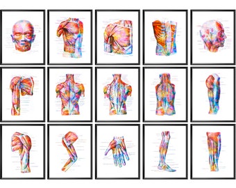 15 Poster di anatomia dei muscoli scheletrici Arte della terapia fisica Sistema muscolo-scheletrico Arte della parete Grafico muscolare Opera d'arte medica Poster della terapia di massaggio
