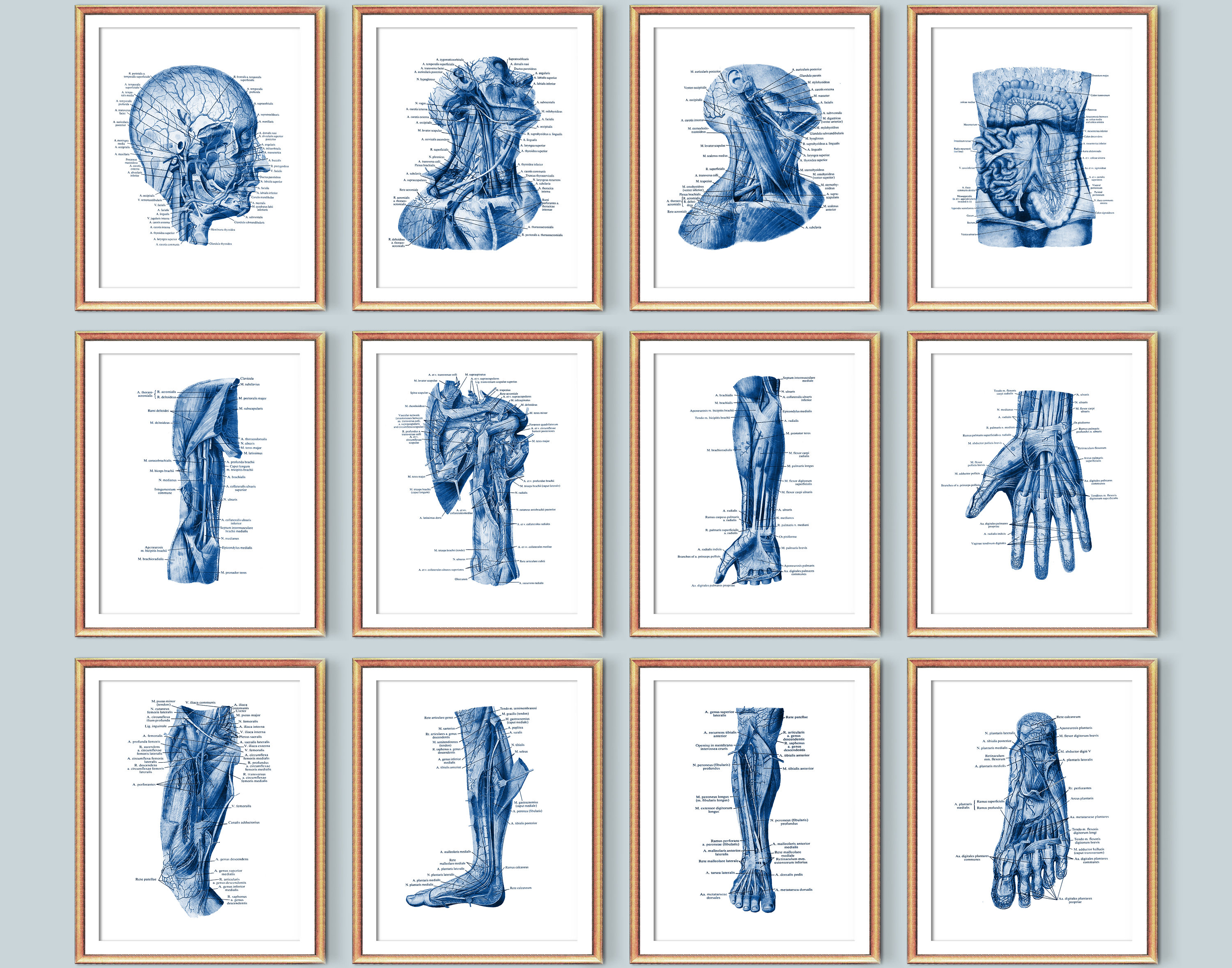 12 Anatomical Body Structure Posters Medical Art Muscular System ...