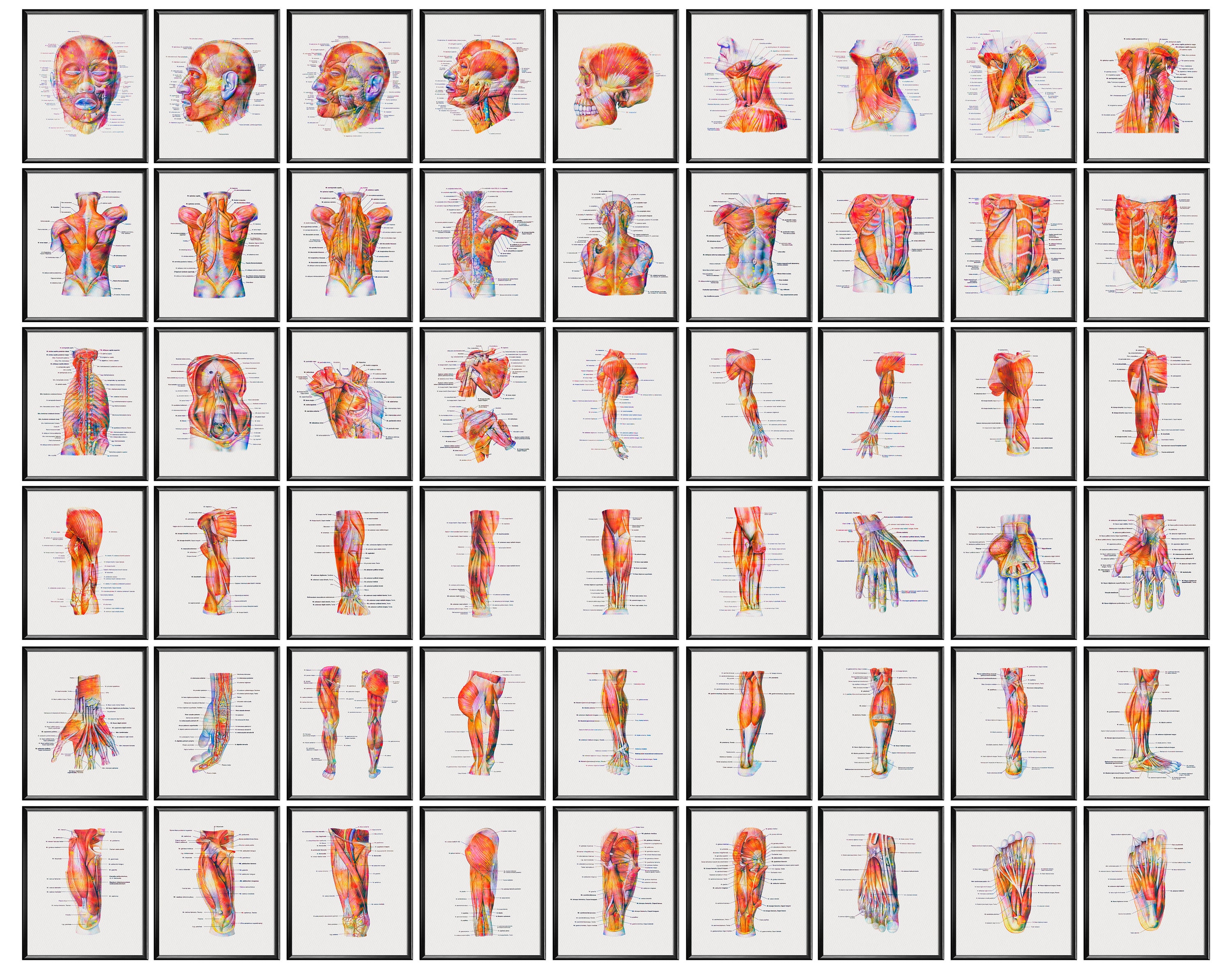 54 Muscular System Anatomy Posters Labeled Muscles Print Medical ...