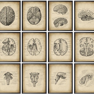 May include: Set of 12 vintage anatomical illustrations of the human brain. The illustrations are in black and white and feature detailed drawings of the brain's structure.