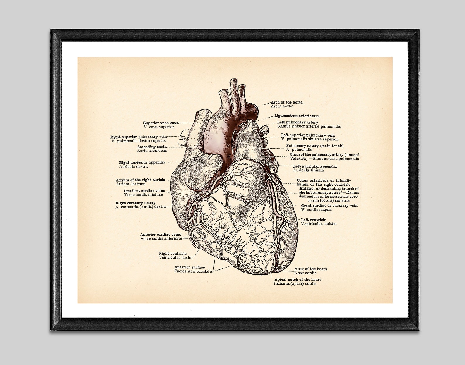 Human Anatomical Heart Vintage Poster Medical Art Antique Etsy