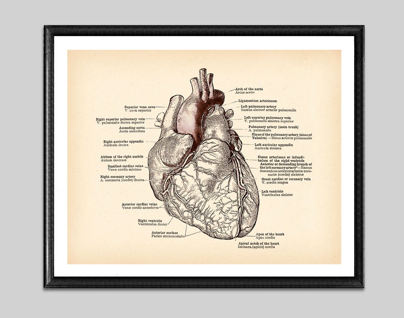 Human Anatomical Heart Vintage Poster Medical Art Antique - Etsy