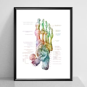 May include: A detailed anatomical illustration of the human foot, with bones and ligaments labeled in red text. The foot is depicted in a rainbow color scheme, with each bone and ligament highlighted in a different color.