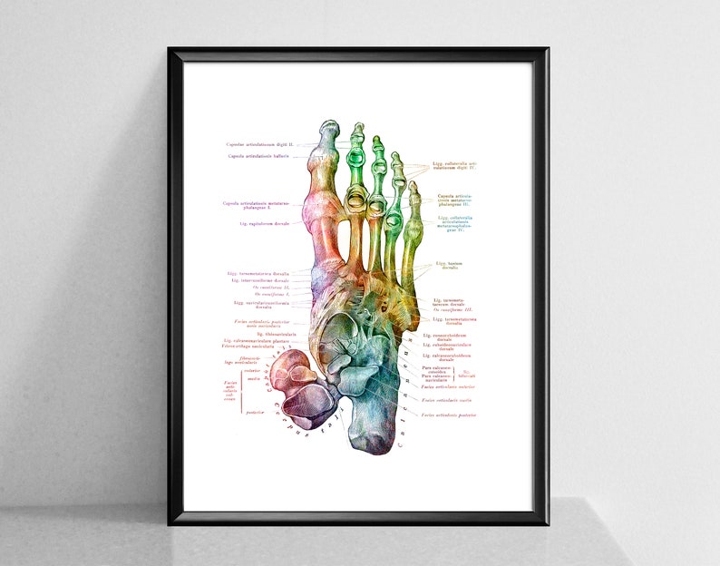 May include: A detailed anatomical illustration of the human foot, with bones and ligaments labeled in red text. The foot is depicted in a rainbow color scheme, with each bone and ligament highlighted in a different color.