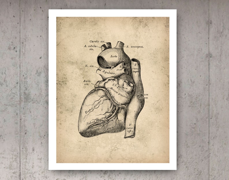 Vintage Anatomy Poster Cardiology Art Anatomical Heart Art - Etsy
