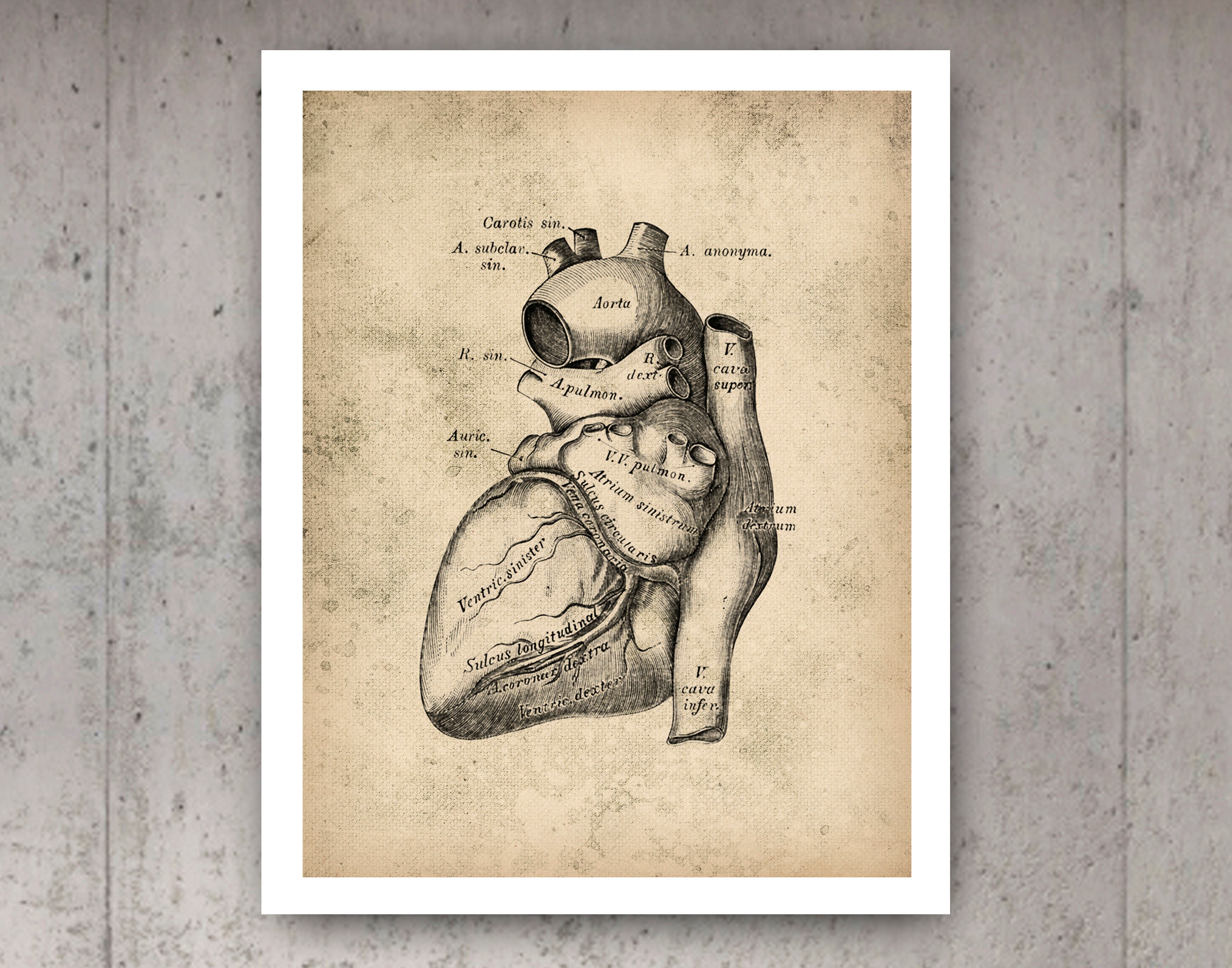 Vintage Anatomy Poster Cardiology Art Anatomical Heart Art Medical ...