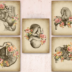 5 obras de arte vintage de obstetricia y ginecología, arte de embarazo, arte floral del feto, póster de anatomía femenina, arte de la placenta, arte del hueso de la pelvis, regalo para partera.