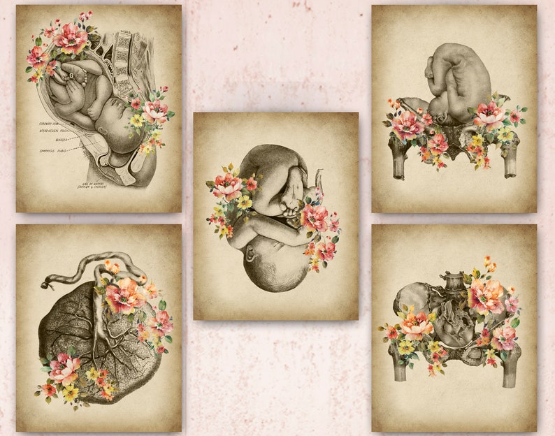 5 Vintage Midwifery Art OBGYN Art Pregnancy Art Floral Fetus Art Female ...