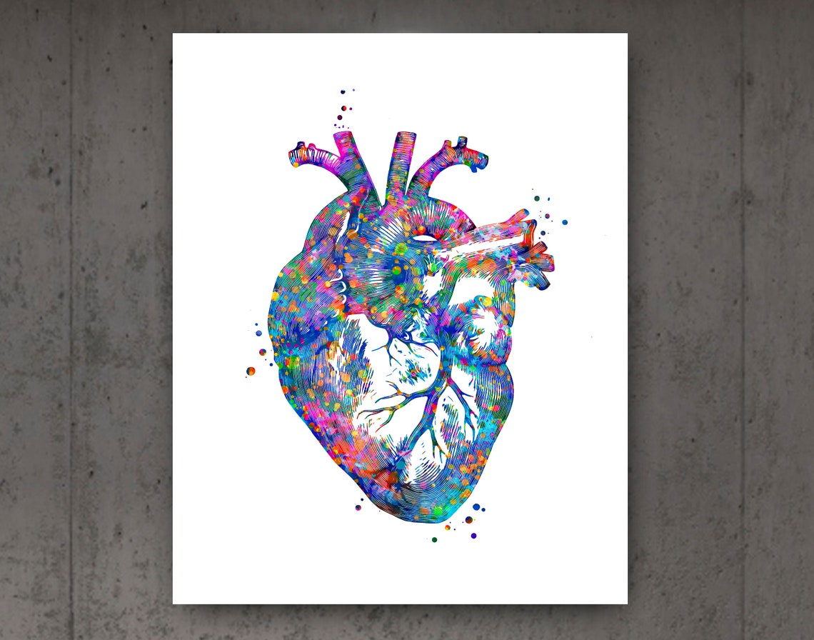Anatomy Posters Medical Art Anatomical Heart Brain Lungs Liver Kidney ...