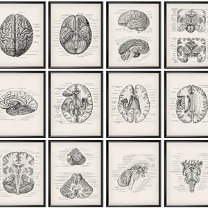 May include: Set of 12 vintage anatomical illustrations of the human brain. The illustrations are in black and white and show different views of the brain, including the side, top, and bottom. The illustrations are labelled with the names of the different parts of the brain.