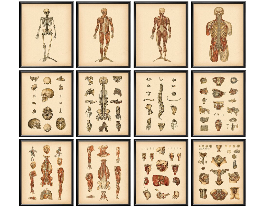 Anatomy Art Set of 12 Vintage Anatomy Poster Anatomical Decor Human ...