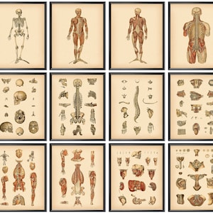 Anatomy Art Set of 12 Vintage Anatomy Poster Anatomical Decor Human Anatomy Artwork Internal Organs Anatomy Medical Art Clinic Decor