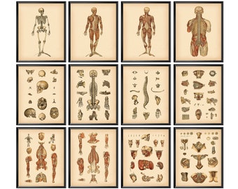 Anatomy Art Set of 12 Vintage Anatomy Poster Anatomical Decor Human Anatomy Artwork Internal Organs Anatomy Medical Art Clinic Decor