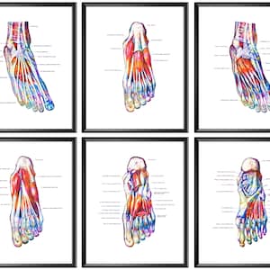 Set 6 Foot Anatomy Posters Foot Muscles Diagram Medical Art Orthopedic Surgeon Gift Podiatrist Gift Massage Clinic Decor Doctor Practice Art