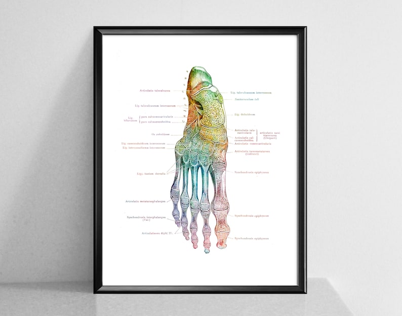 May include: A detailed anatomical illustration of the bones in the human foot. The bones are labeled with their scientific names in a rainbow color scheme.