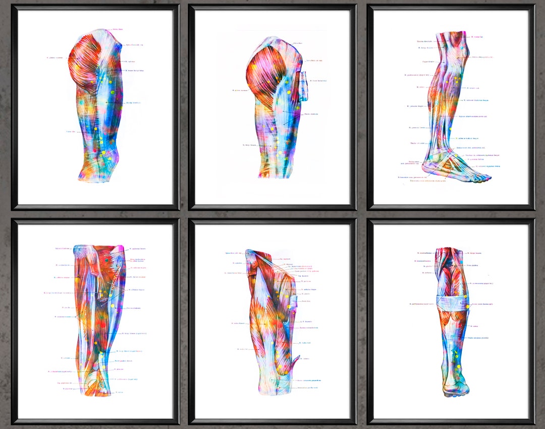 Set 6 of Foot Anatomy Art Podiatry Art Kinesiology Art Physical Therapy