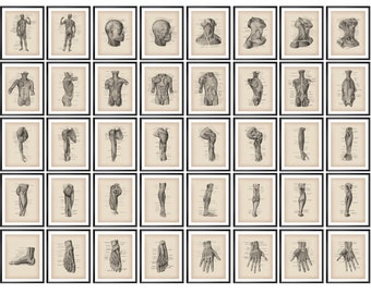40 Vintage Medical Posters Human Anatomy Educational Chart Physiology Art Muscular System Diagram Massage Clinic Decor Surgical Anatomy Art