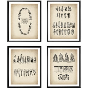 4 Vintage Dental Anatomy Posters Tooth Anatomy Art Tooth Growth Diagram Dentist Gift Medical Art Dental Clinic Art