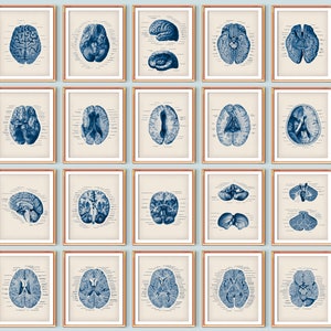 20 Neuroanatomy Posters Brain Anatomy Art Vintage Medical Decor Neurology Poster Science Art Neuroscientist Gift Neurologist Gift Student