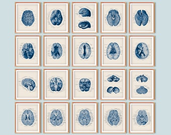 20 Neuroanatomy Posters Brain Anatomy Art Vintage Medical Decor Neurology Poster Science Art Neuroscientist Gift Neurologist Gift Student