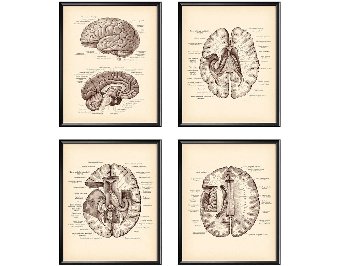 4 Brain Anatomy Art Medical Art Neurology Art Neuroscience Art ...
