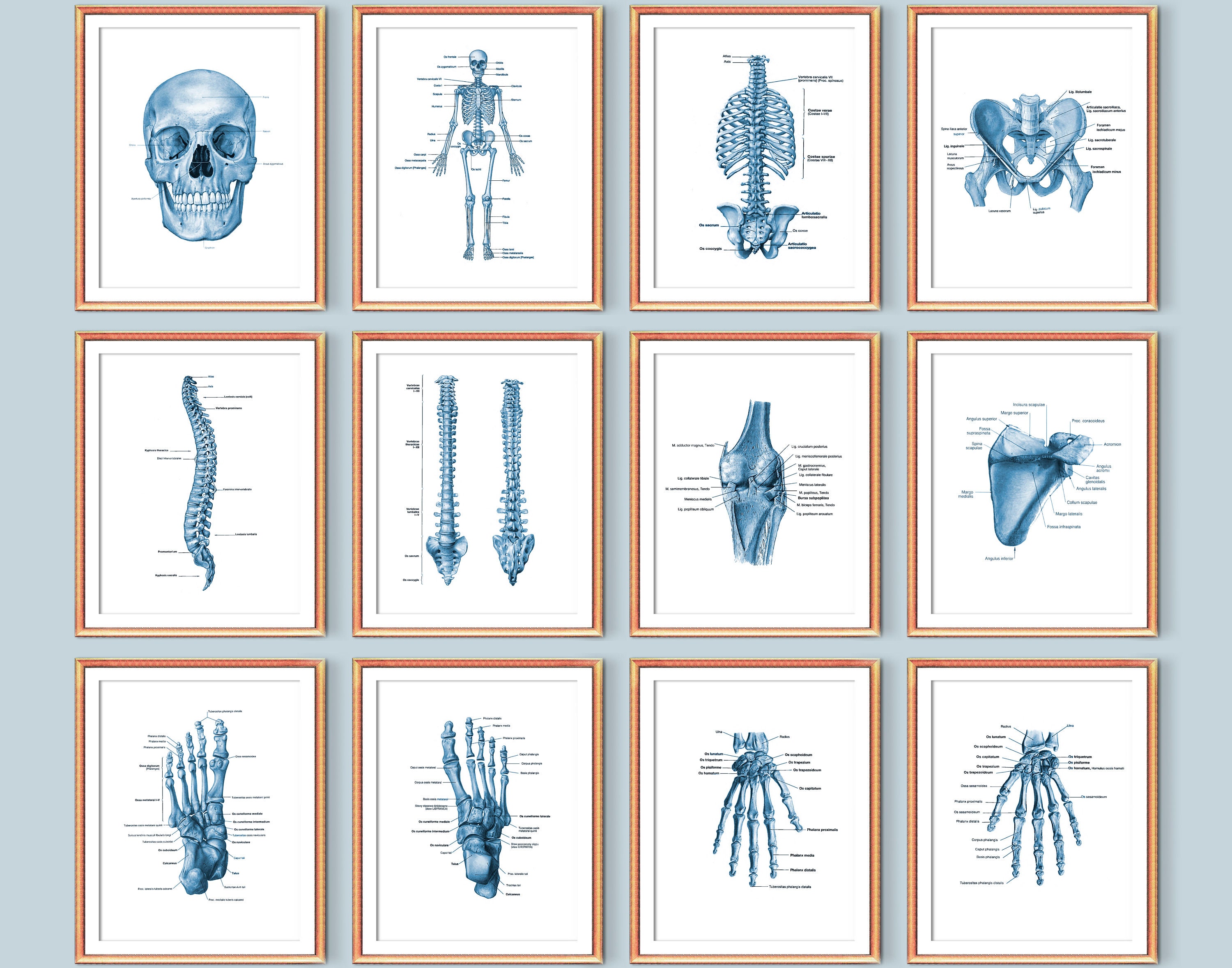 Set of 12 Human Skeletal System Anatomy Art Skeleton Bones Poster ...