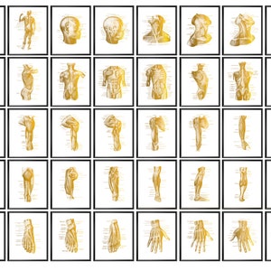 40 Gold Muscular Anatomy Posters Muscular System Structure Medical Art Massage Therapist Gift Physiotherapist Gift Med School Wall Art