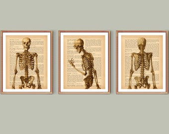 3 Anatomy Art, Orthopedic Art, Chiropractor Gift, Human Skeleton Art, Medical Artwork, Old Dictionary, Orthopedic Surgeon Office Gift