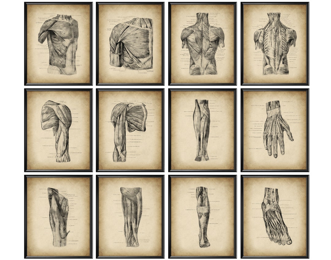 12 Vintage Muscular System Anatomy Posters Physiology Art Anatomical ...