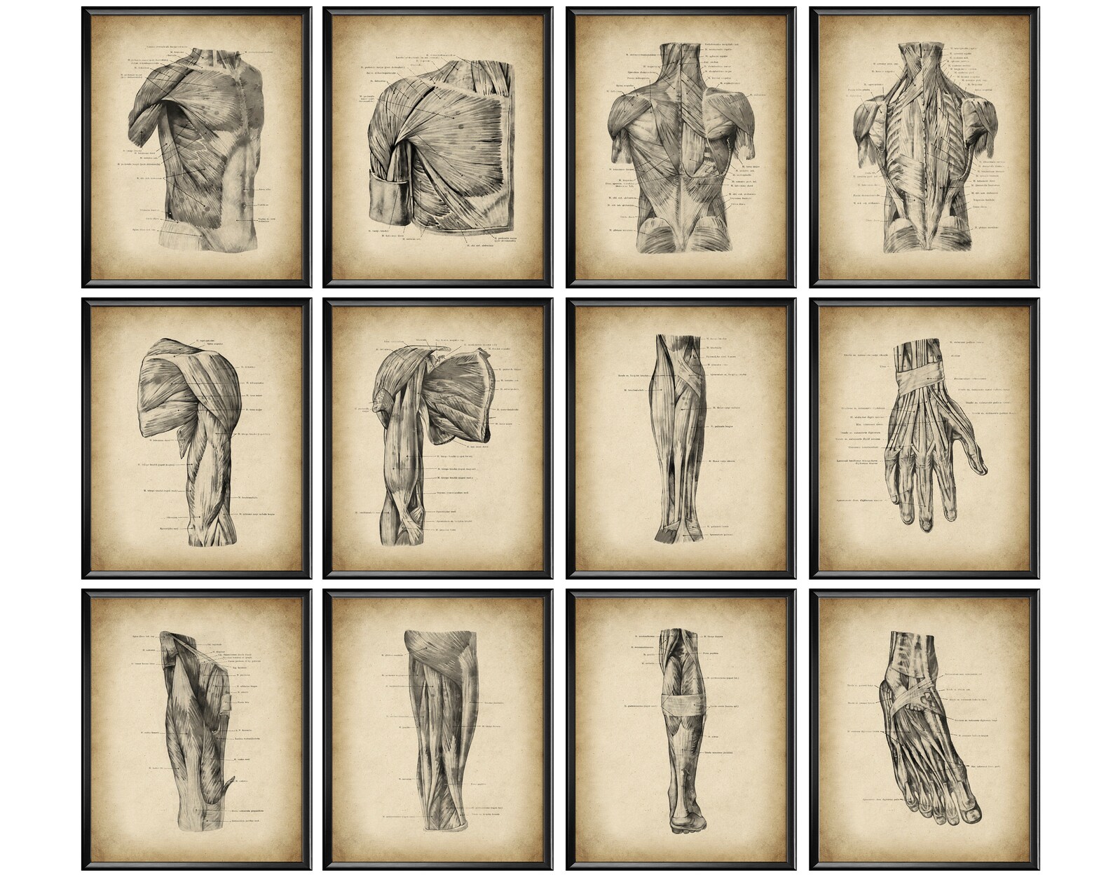 12 Vintage Muscular System Anatomy Posters Physiology Art - Etsy