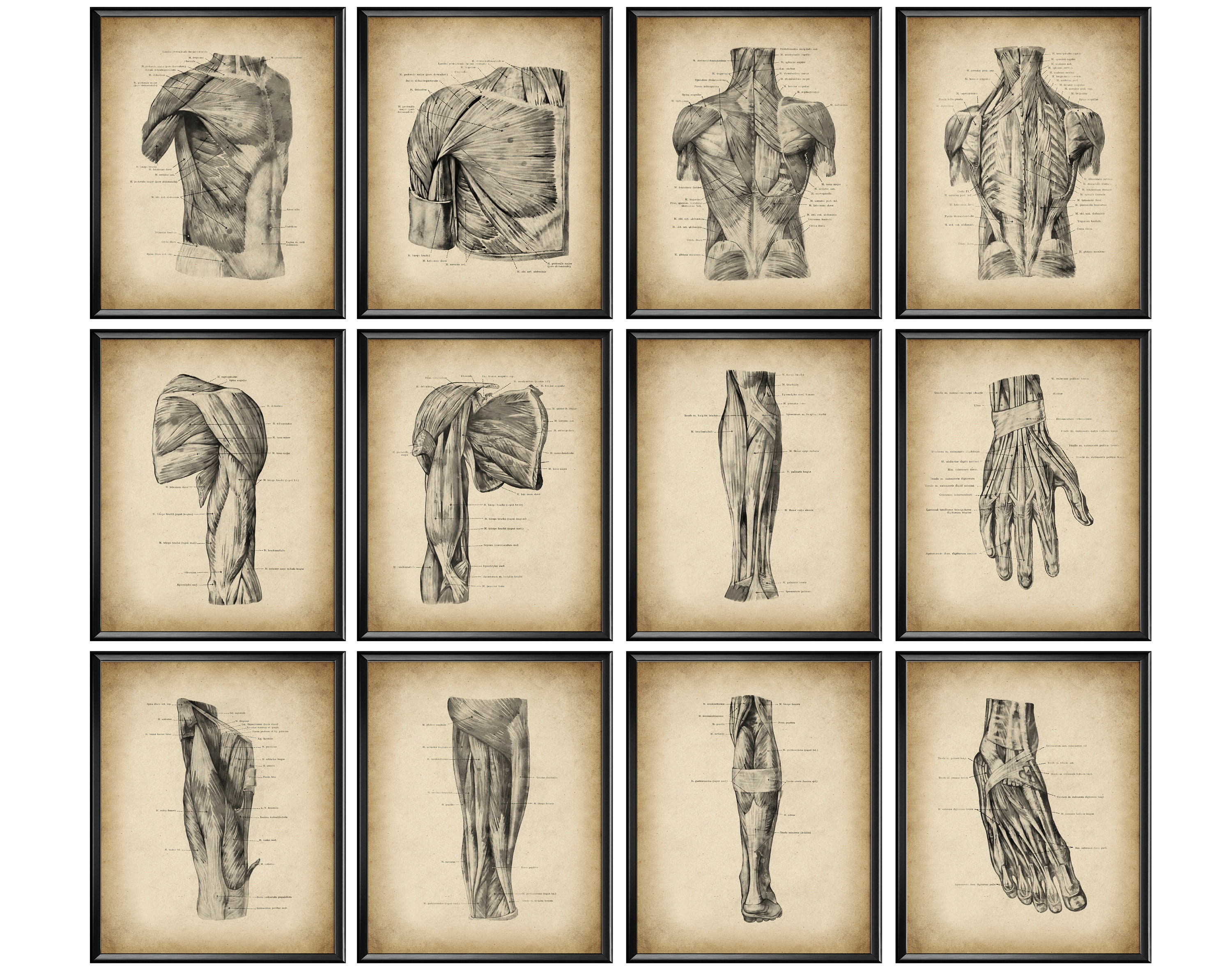 12 Vintage Muscular System Anatomy Posters Physiology Art Anatomical ...